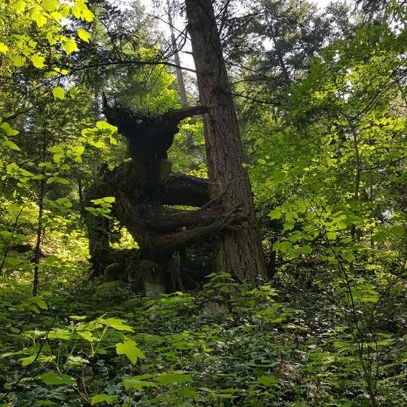 a tree that looks like a monster