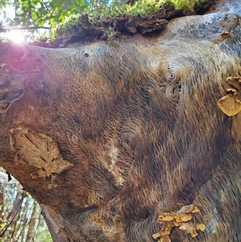 a tree with weird bark looks like a bear 