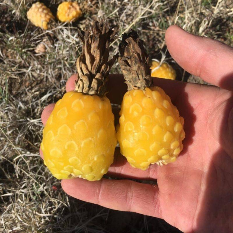 cactus fruit that looks like a pineapple