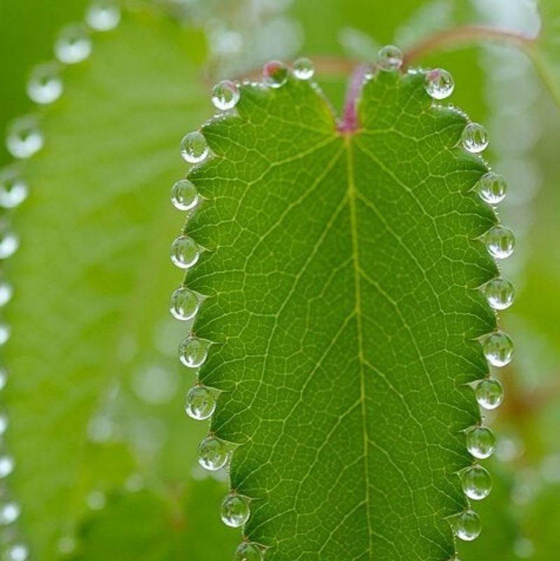 water collected on the edge of petals 