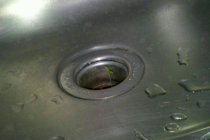 a  plant growing in the sink
