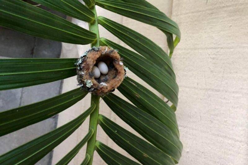 little hummingbird eggs 
