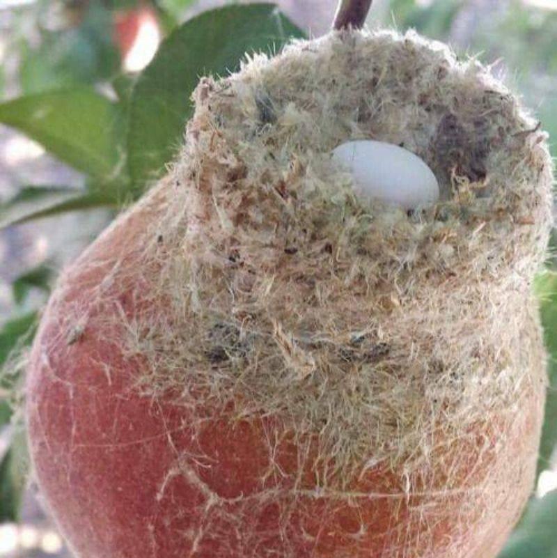 a hummingbird egg on a peach