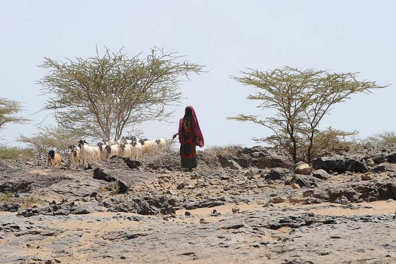 Woman walking with herd 