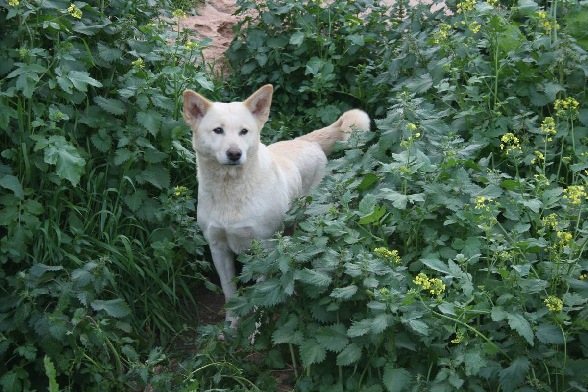 Canaan Dogs Are Constantly On The Alert