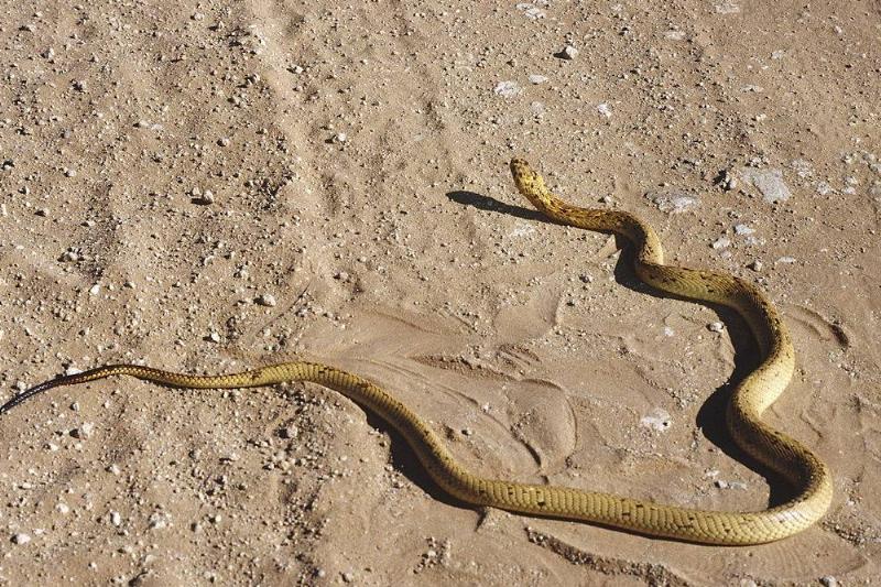 Snake on the ground 
