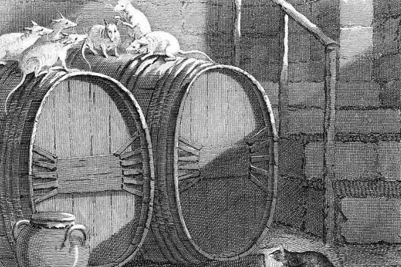 Rats Were A Normalcy -463987247 Rats on a barrel