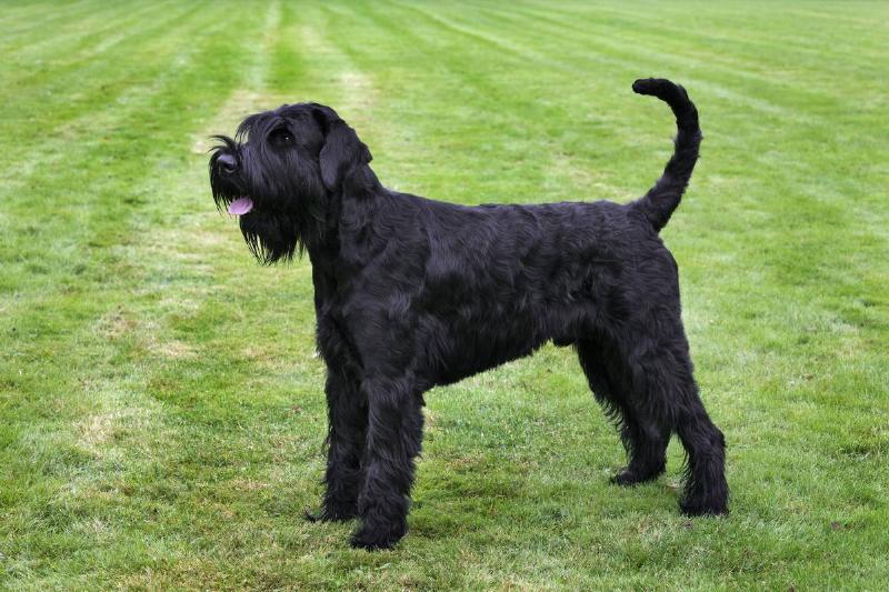 Giant Schnauzer Is Valiant And Bold Giant Schnauzer Is Valiant And Bold