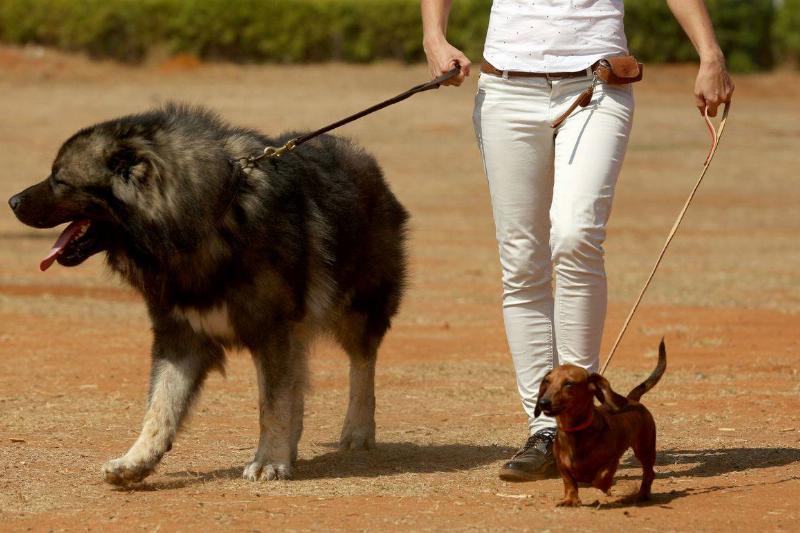Caucasian Shepherd Dogs Are Bold