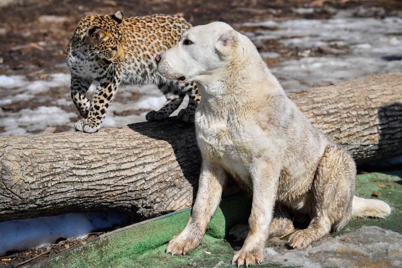 Central Asian Shepherd Dogs Are Balanced And Self-Assured Central Asian Shepherd Dogs Are Balanced And Self-Assured