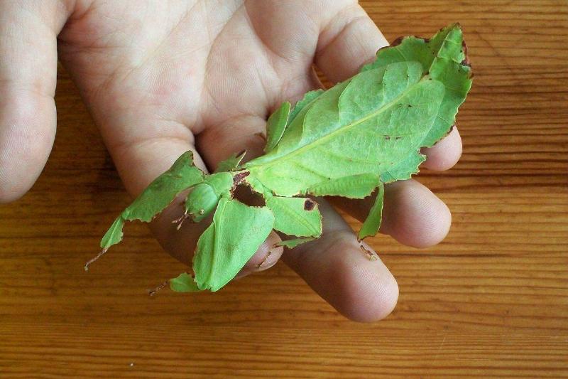 a bug that looks like a leaf