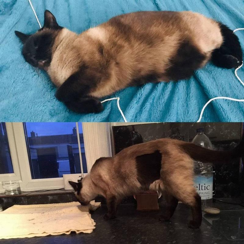 a cat with a dark mark