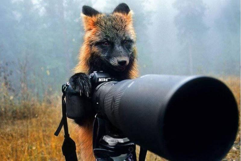 fox-becomes-photographer-43274