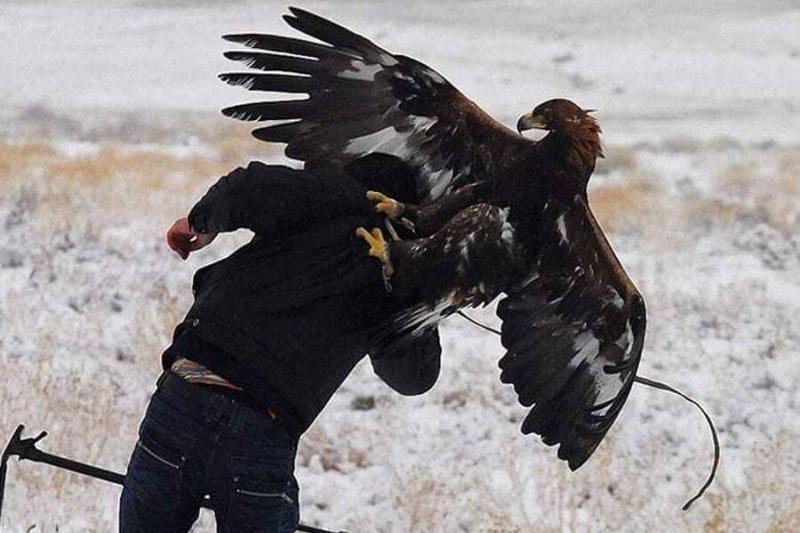 hawk-says-not-to-picture-taking-30734