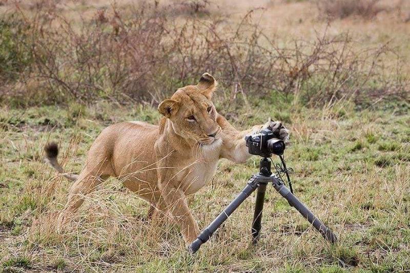 lion-destroys-camera-26479