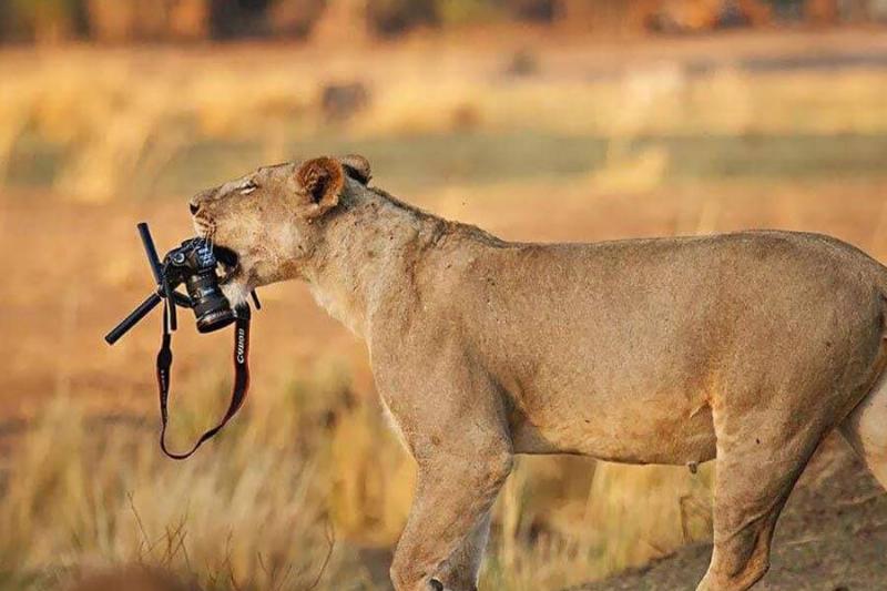 lion-steals-camera-from-photographer-25308