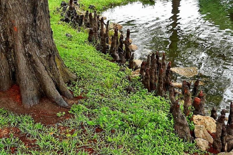 roots growing out of the ground away from water 