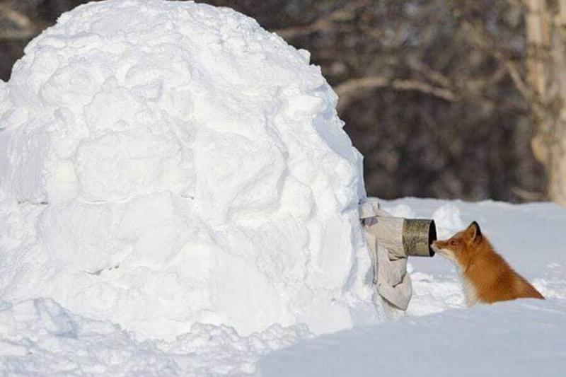 snow-fox-is-ready-for-his-closeup-79523