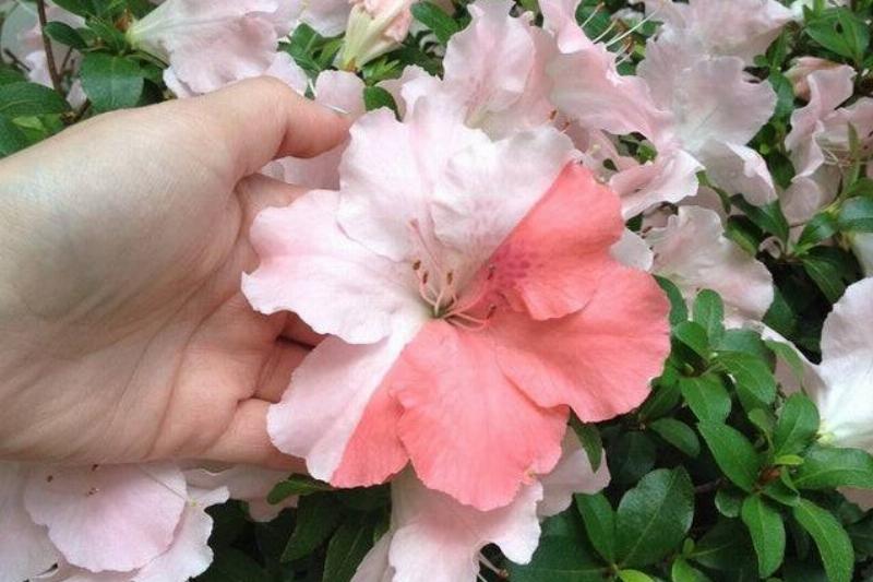 a flower split perfectly down the middle