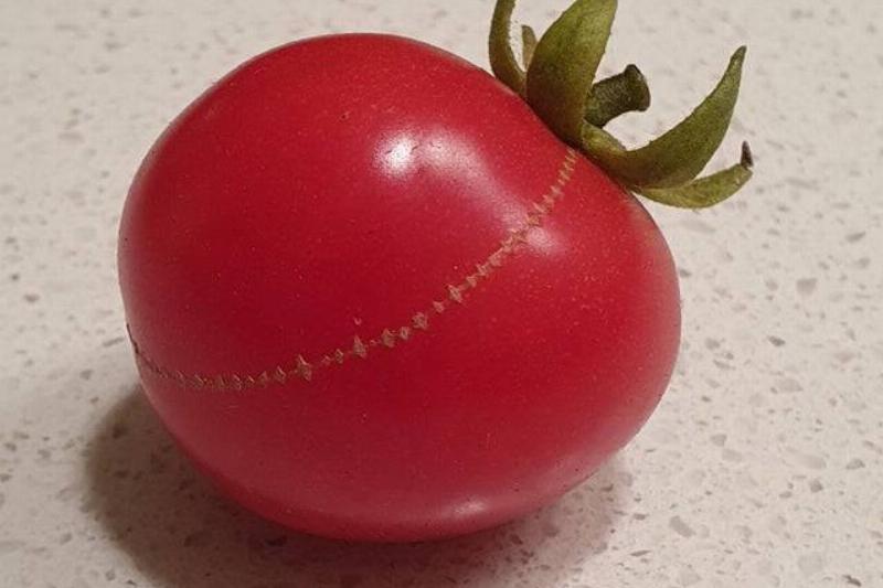 a tomato looks like it has stitches