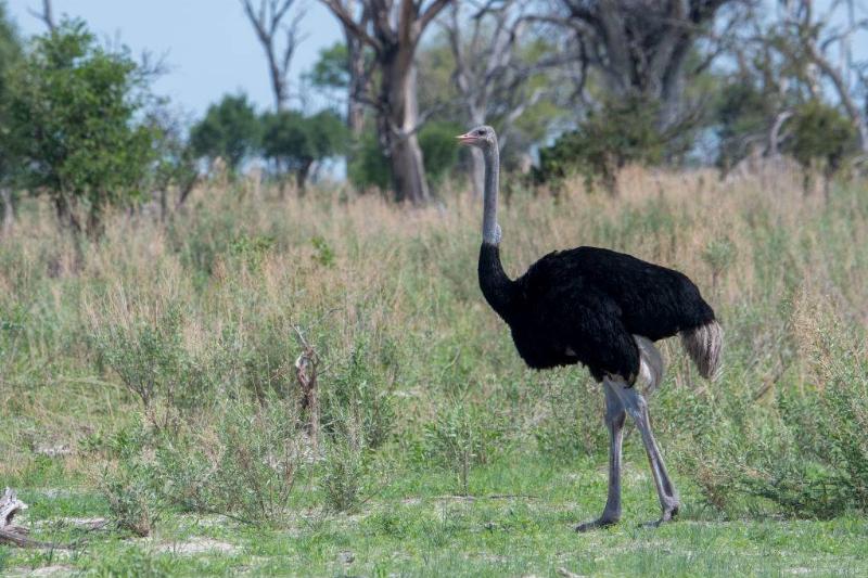 Picture of an ostrich 