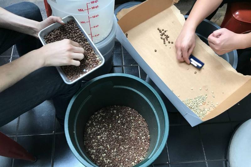 employers sorting coffee beans