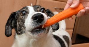 Los Mejores y Peores Alimentos Humanos Para Perros