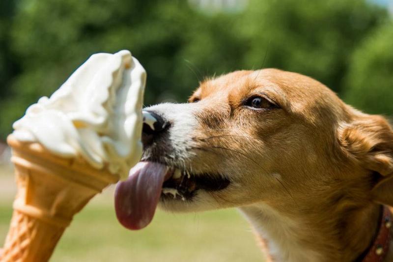 ice cream 698520950 a dog licking an ice cream cone