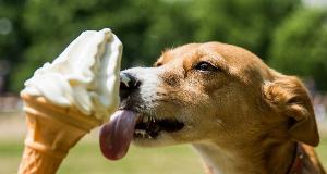 These Are The Best And Worst Human Foods For Dogs