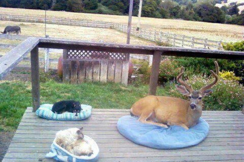 a deer sleeping on a dog pillow 