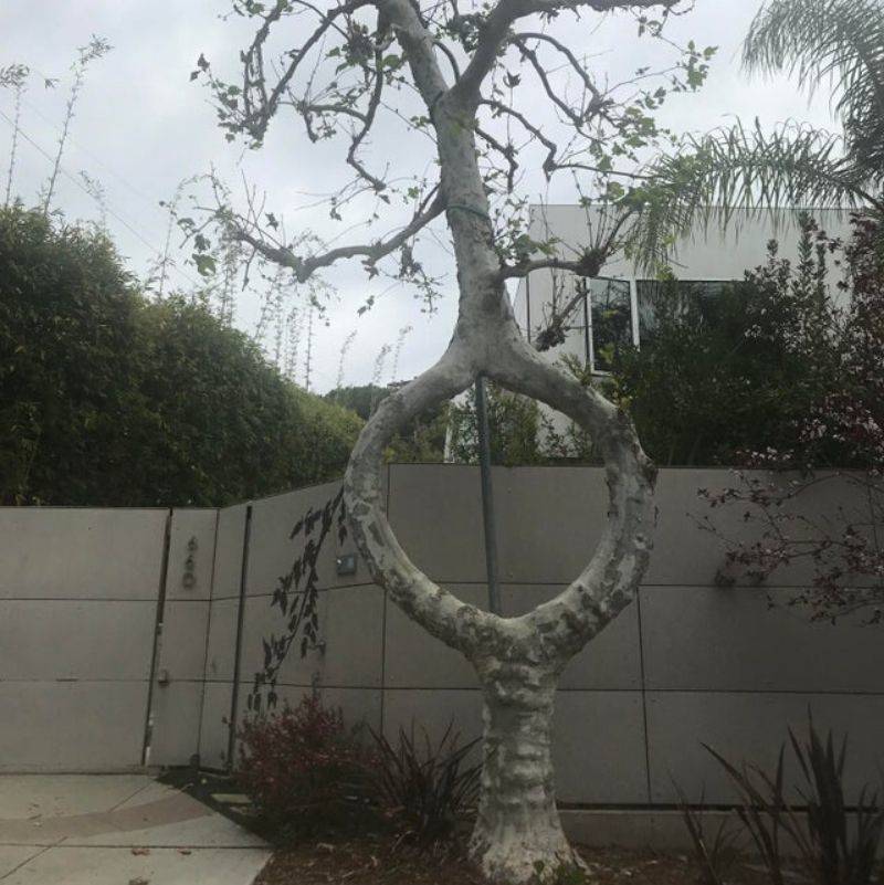 a tree that looks like it split in the middle and came back together 