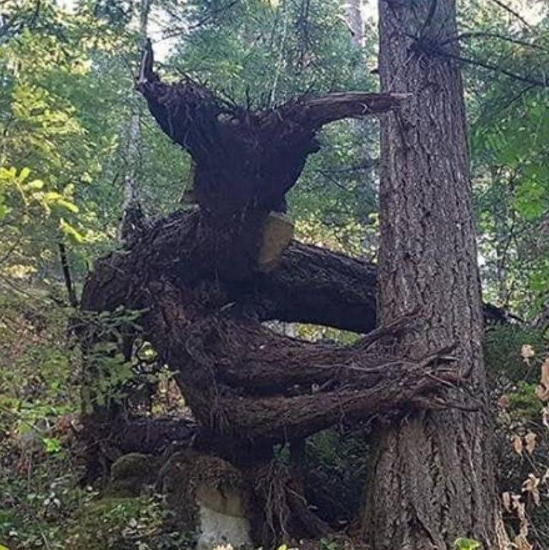 a tree growth looks like a monster 