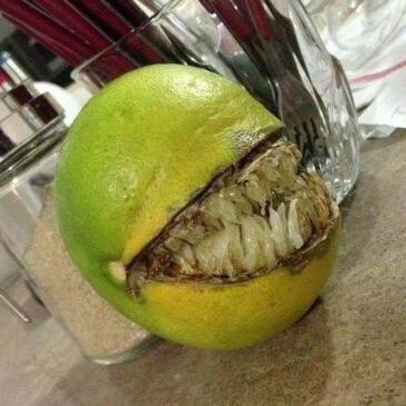 a tree grew a scary looking orange 