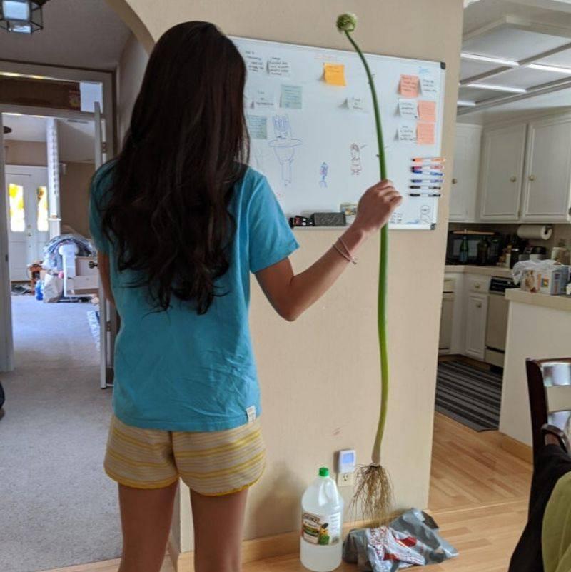 a green onion that's huge 