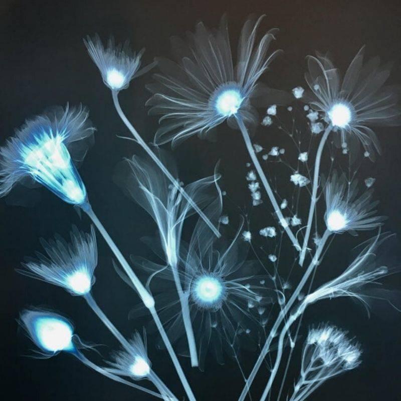 someone xrayed some flowers 
