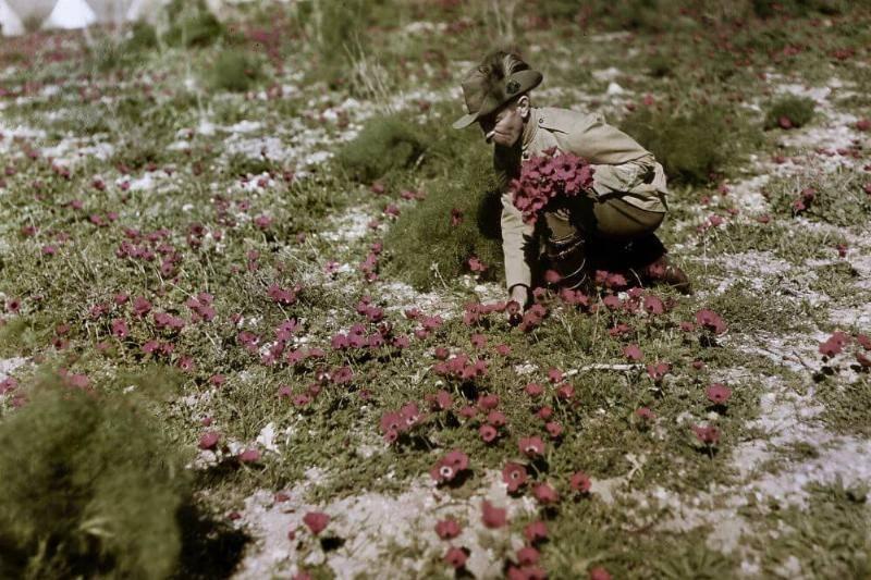 Picking-Flowers-15829-41557