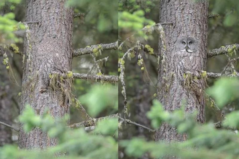 owl entirely blends into tree trunk except for face