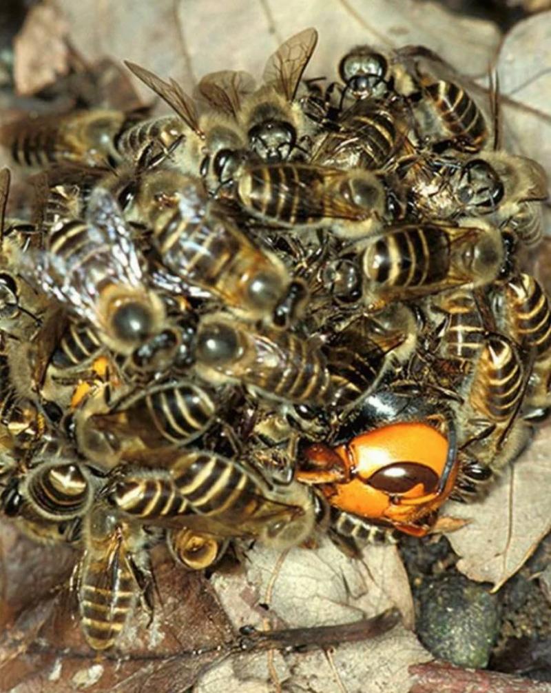 bees swarming on a murder hornet