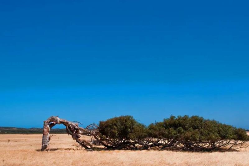 tree grows horizontally parallel to the ground
