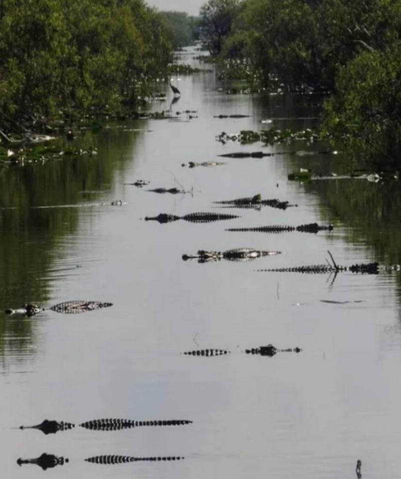 dozens of alligators with heads peaking out of water 