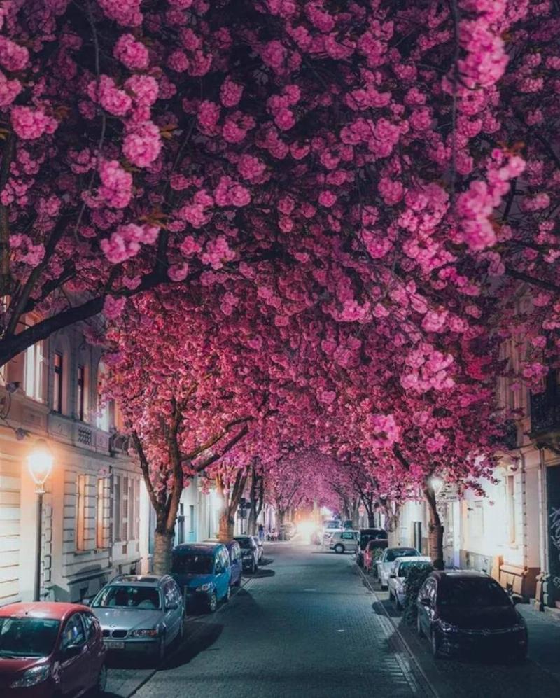 street lined with ping cherry blossom trees