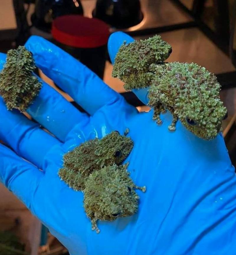 person holding four moss-looking frogs in one hand