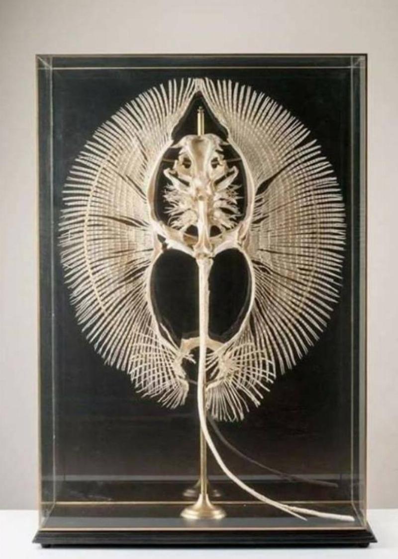 skeleton of sting ray