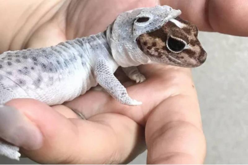 lizard wearing the his shed skin like a suit