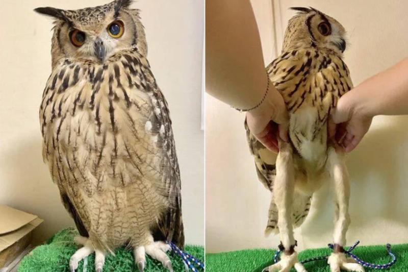 owl with fluff lifted to expose long, slim legs
