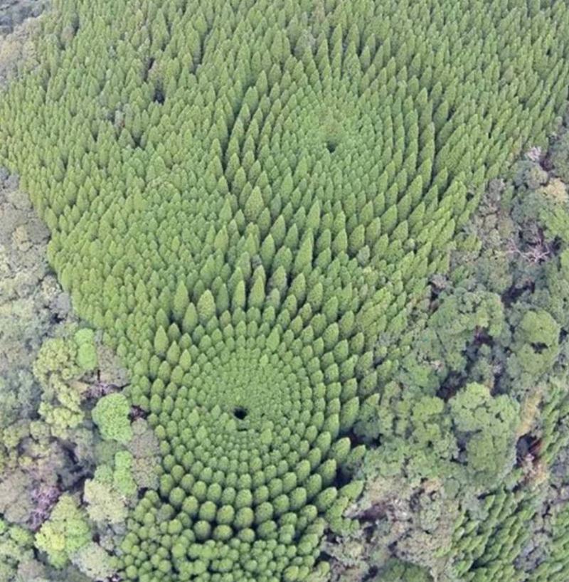 trees planted in circles 
