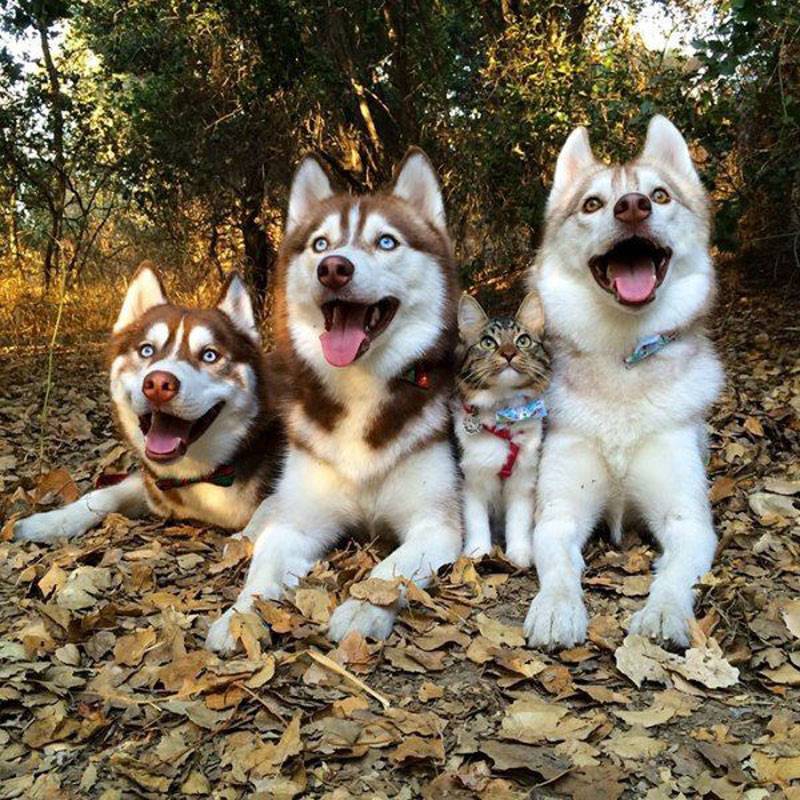 huskies