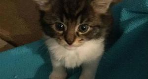 Kitten That Was “Adopted” By Huskies Now Thinks She’s A Dog (The Pictures Are So Sweet)