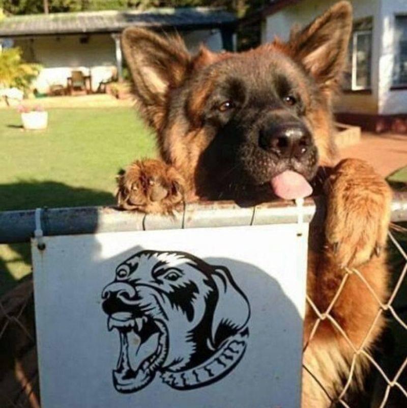 a really nice dog in front of a guard dog sign