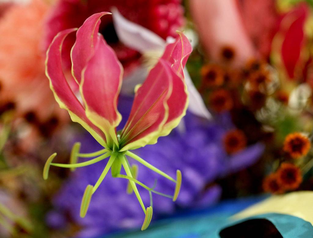 a red flower with petals that look like flames